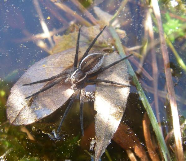 Photo of Dolomedes triton by Aaron Baldwin